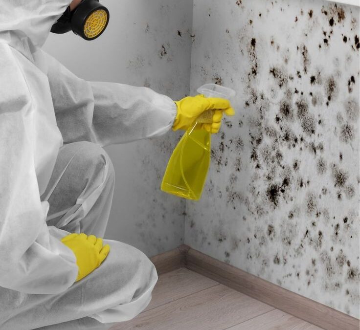 Is Aspergillus Penicillium Dangerous? Health Risks and Prevention