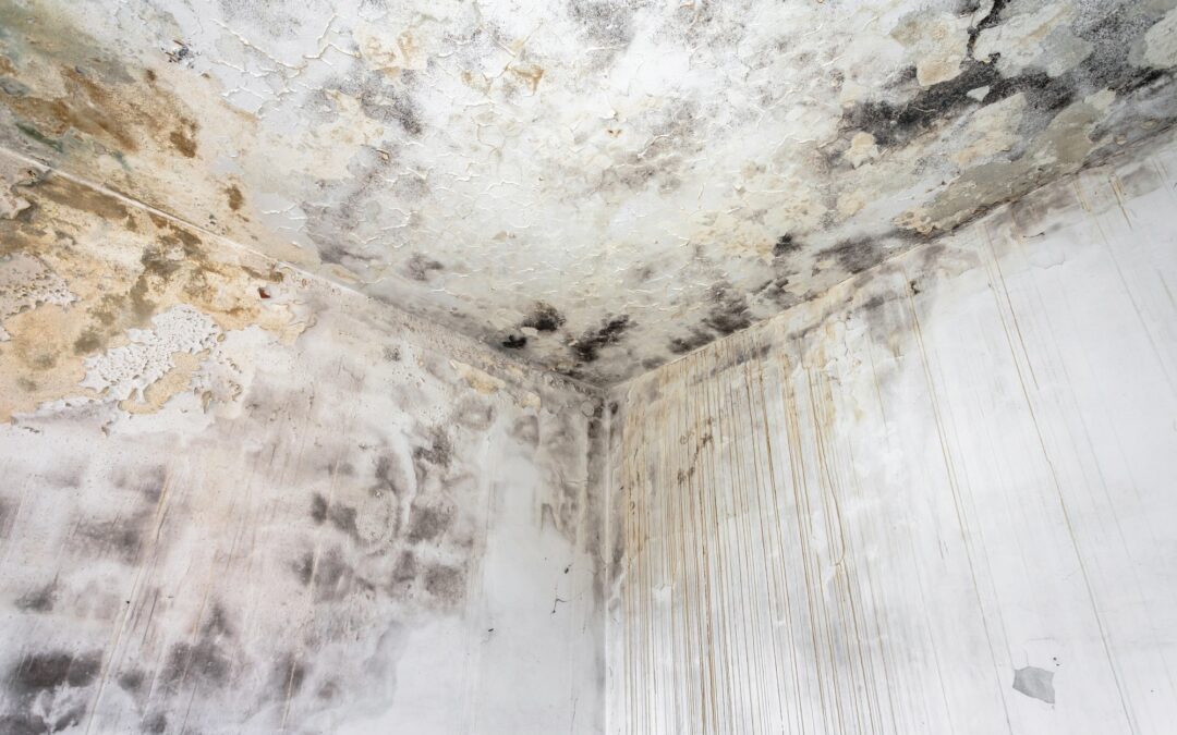 Aspergillus Penicillium: Health Risks, Detection, and Removal
