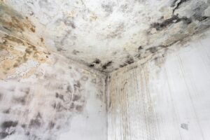 Aspergillus Penicillium mold growing on walls due to high humidity and poor ventilation.